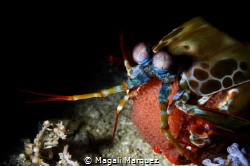 Peacock Mantis Shrimp carrying Eggs
Nikon D7200 
Sea&Se... by Magali Marquez 